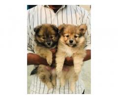 Top quality Pom Puppies available for Sale
