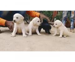 Quality Labrador male female puppy available