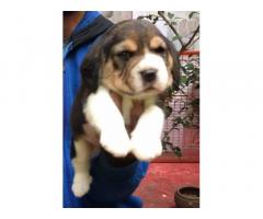 Beagle Puppy for Sale Available in Pune