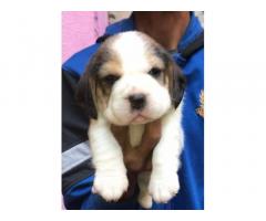 Beagle Puppy for Sale Available in Pune