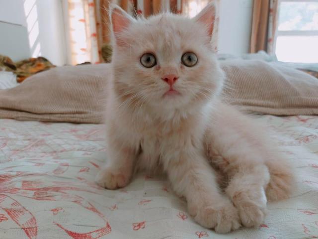 persian kitten - 1/1