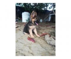 GSD Female Puppies Available for Sale