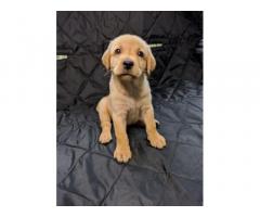 Labrador Puppy Available for Sale - 1