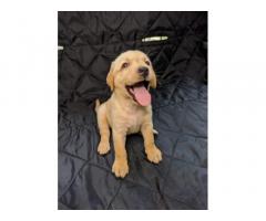 Labrador Puppy Available for Sale - 2