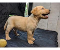 Labrador Puppy Available for Sale - 3