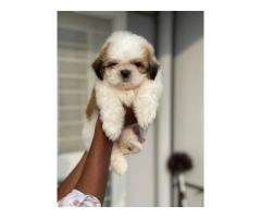 Super heavy quality Shihtzu male puppy Available with kci - 1
