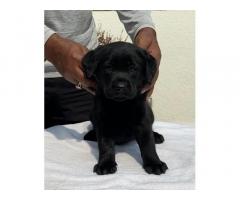Labrador Show Quality Female Puppy Available