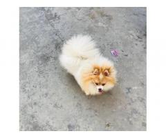 Toy Pom female Available - 2