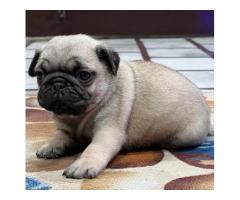Pug Puppies Available for Sale near Ludhiana