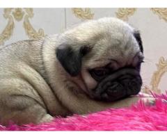 Pug Puppies Available for Sale near Ludhiana - 2