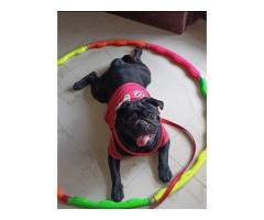 Looking for female Pug for mating Breeding