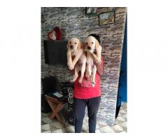 Bethleena Kannel Labrador Female puppies for sale