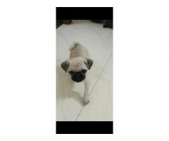 Male pug for sale - 1