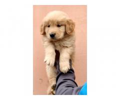 Top quality Golden retriever Puppy available Delhi - 1