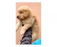 Top quality Golden retriever Puppy available Delhi - 2