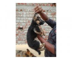 GSD Puppies Available for Sale