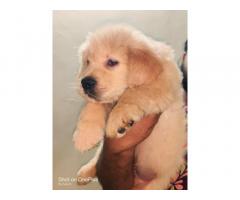 Golden retriever puppies available in Pune - 1