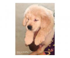 Golden retriever puppies available in Pune - 2