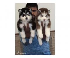 Top Quality Wolly Coat Husky Male Puppies for Sale