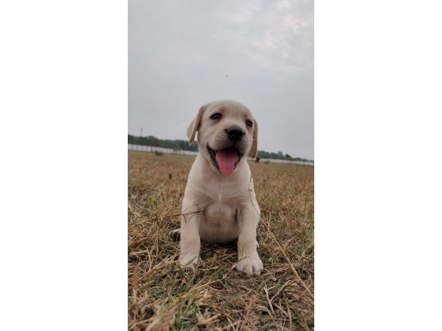 Labrador Dog Price in Bhopal, For Sale, Buy Online | OwnPetz