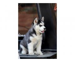 Husky Puppies for Sale in Bhatinda