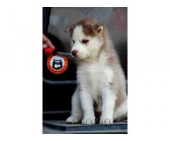 Husky Puppies for Sale in Bhatinda