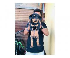 Champion line Rottweiler male female puppies available - 1