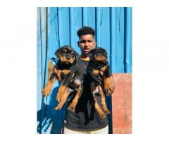 Champion line Rottweiler male female puppies available - 3