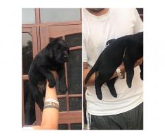 Labrador female available for sale - 1