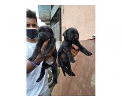 Black Labrador male puppies for sale Pune Maharashtra