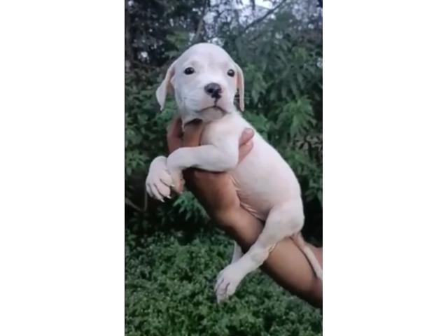 Top Quality American bully male and female puppies available in Pune - 1/2