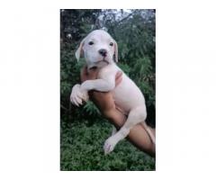 Top Quality American bully male and female puppies available in Pune - 1