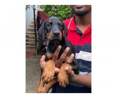 Show quality European lineage Doberman male puppies available
