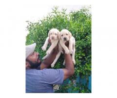 Lab puppy for sale location Chennai - 1
