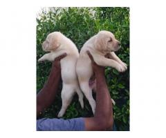 Lab puppy for sale location Chennai - 2