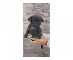 Pug 3 male sale Z black full Under nose top quality location Amritsar