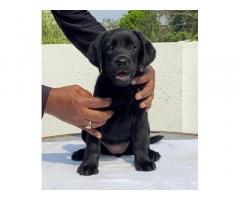 Labrador Female Puppy Available With KCI Registration