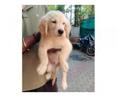Good quality Golden retriever male Puppies for Sale - 1