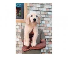 Good quality Golden retriever male Puppies for Sale - 2