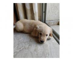 Good quality Golden retriever male Puppies for Sale - 3