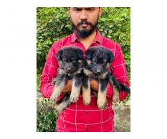 GSD male pup in mumbai kandivali - 2