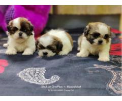 Shihtzu Puppies available for Sale Pune - 1