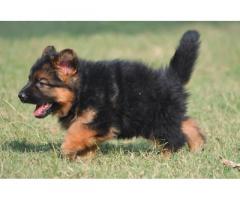 Gsd Puppies Available for Sale Delhi