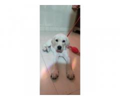Super quality heavy bone Labrador male puppy available in Mumbai - 1