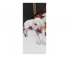 Super quality heavy bone Labrador male puppy available in Mumbai