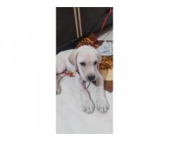 Super quality heavy bone Labrador male puppy available in Mumbai - 3