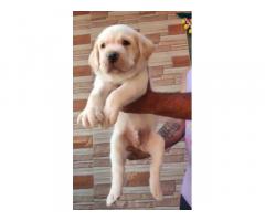 Top quality lab Male female puppy available in mumbai