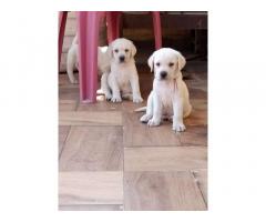 Labrador Puppy Available for Sale Mumbai