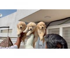 Pure show quality Golden retriever male Available with kci - 1