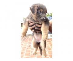 Top quality German Shepard long coat puppy available at Madurai